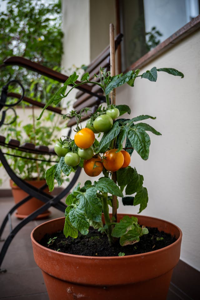 Coin potager sur un balcon
